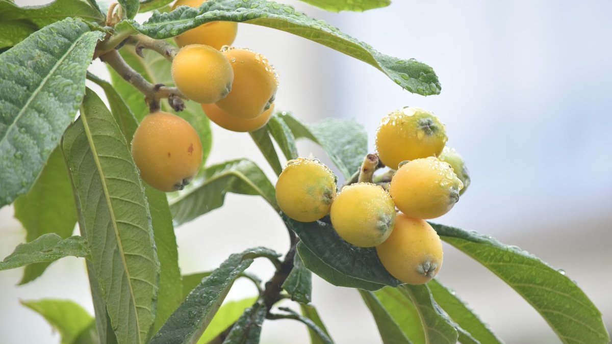 La fruta aromática dorada que se utiliza para formar colágeno y combate las arrugas. as.com/tikitakas/la-f…