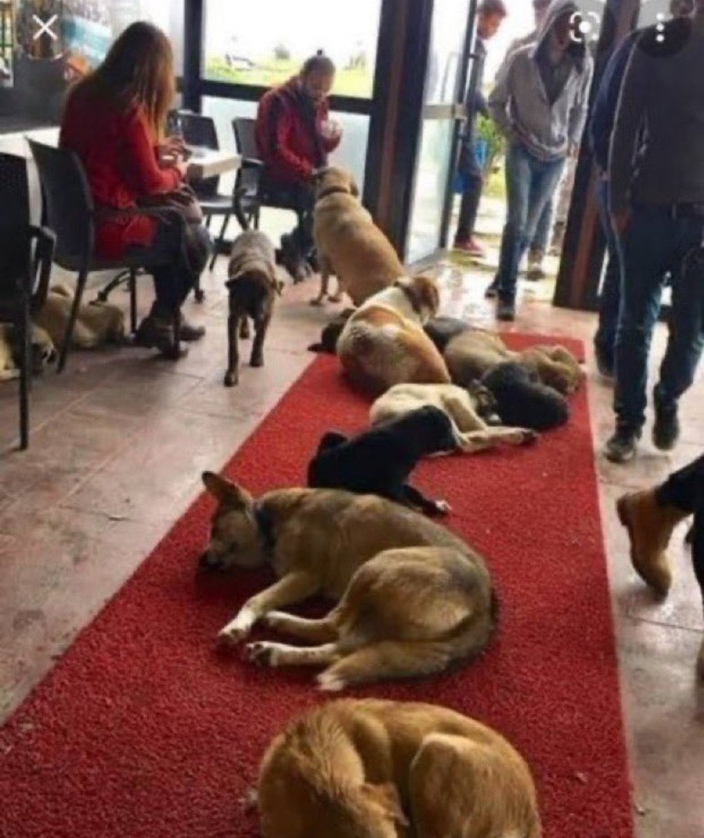 Kafe Kist Hidatik..iki kahve alana bir kist hidatik paraziti hediye