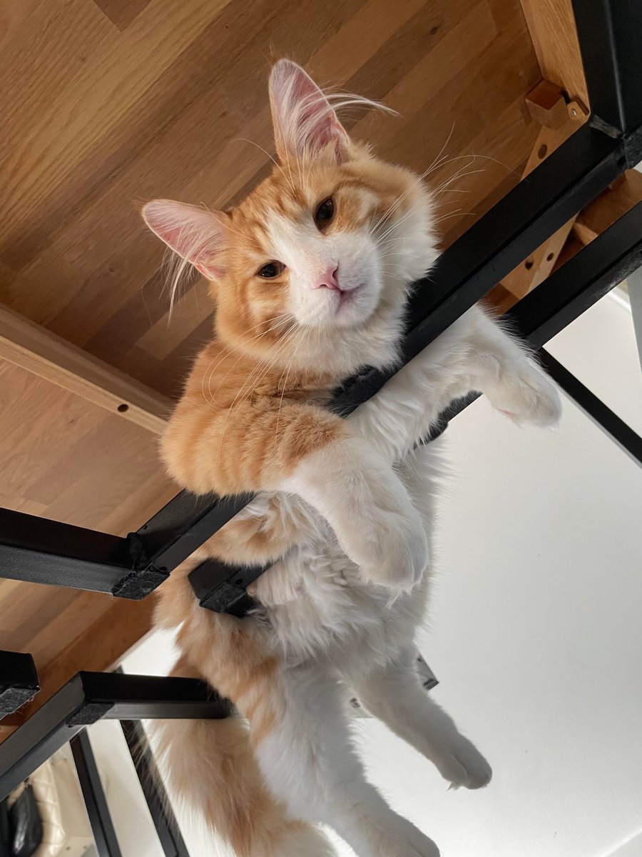 PostsOfCats's tweet photo. is this even comfortable... https://t.co/DOhdnBbXW5