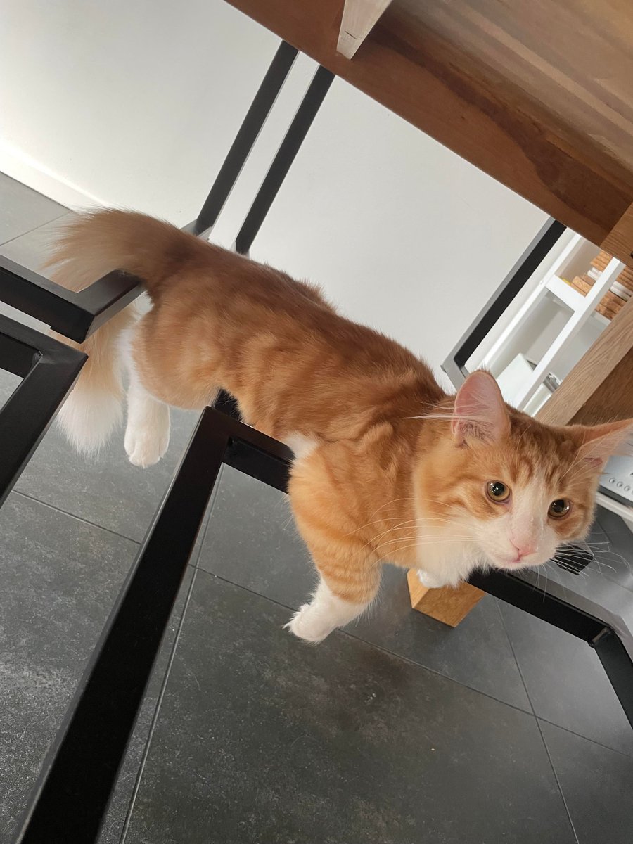 PostsOfCats's tweet photo. is this even comfortable... https://t.co/DOhdnBbXW5