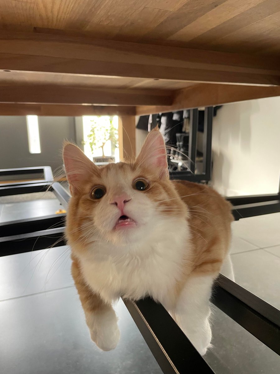 PostsOfCats's tweet photo. is this even comfortable... https://t.co/DOhdnBbXW5