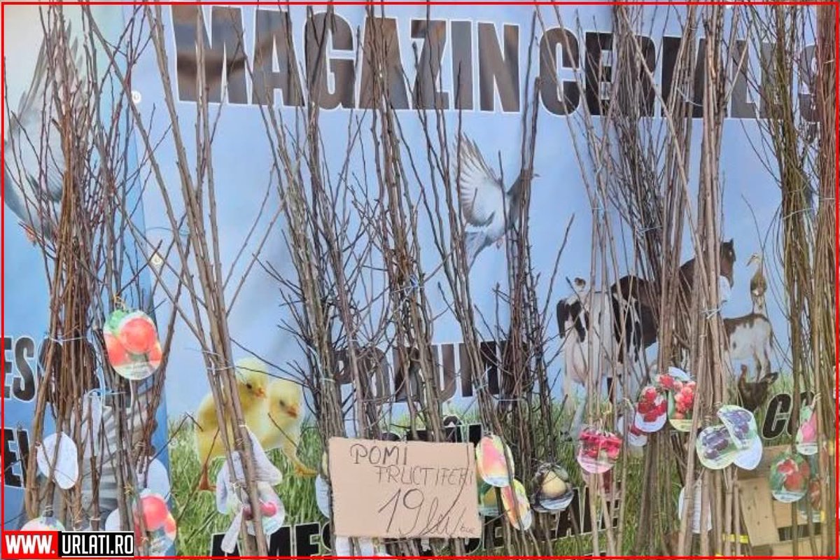 URLATI's tweet photo. 📢 Angajare: Vânzător în magazinul de cereale și furaje
🏪 Magazinul de cereale și produse columbofile, 
📍 Urlați, str. 1 Mai, nr. 9B (lângă stația ITP, intrarea dinspre Albești Paleologu), Prahova

Cu stimă,
Echipa https://t.co/IgRj4g4mqz
#URLATI
#OrasulDintreVii
#DrumulVinului https://t.co/NJf28DzZKj
