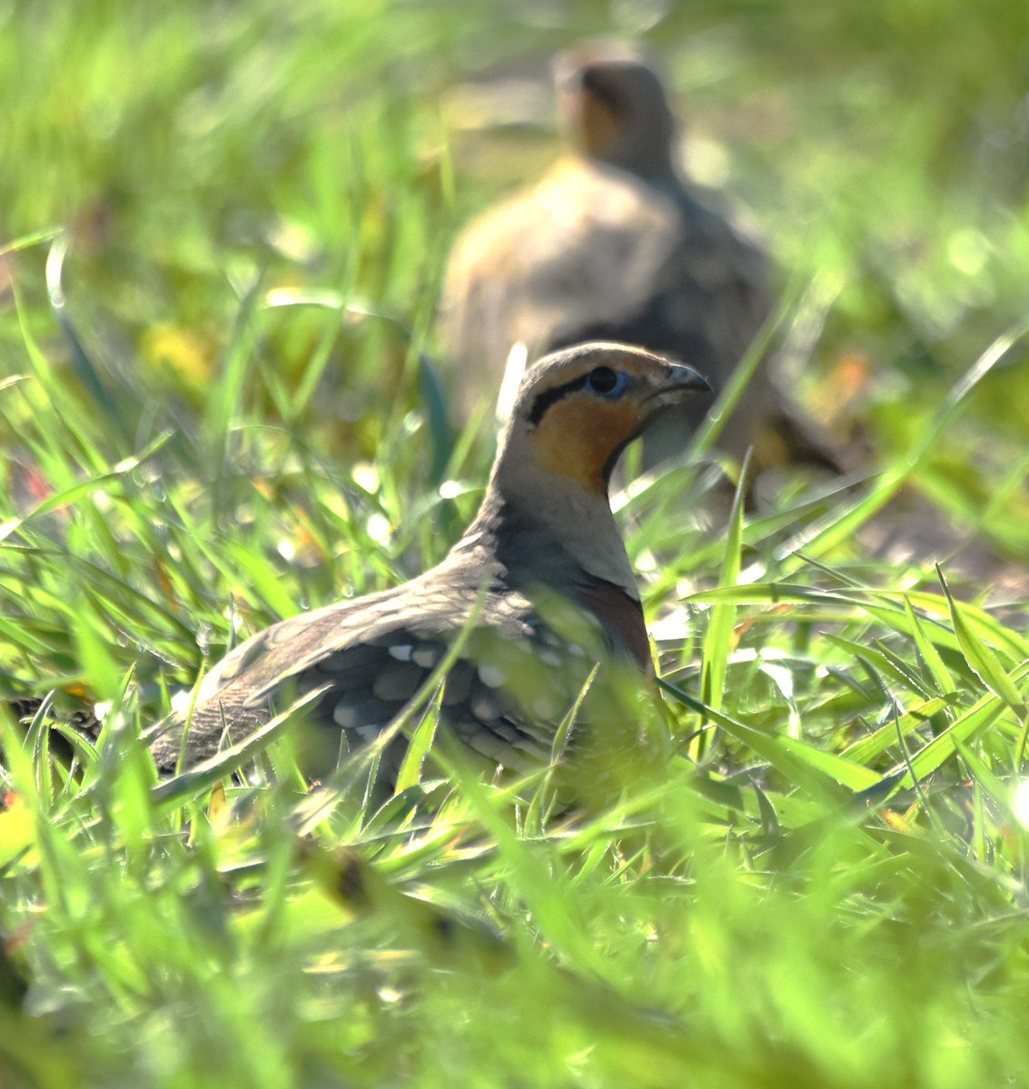 S'apropen les millors dates per gaudir dels Secans i els seus tresors, però ho fem sempre amb respecte. Si una ganga o sisó deixa de fer el que estava fent, vol dir que estem massa a prop; si acaben volant, estem generant greus molèsties als animals <a href="/FundPlegadis/">Fundació Plegadis</a> <a href="/EspaisPonent/">EspaisNaturalsPonent</a>