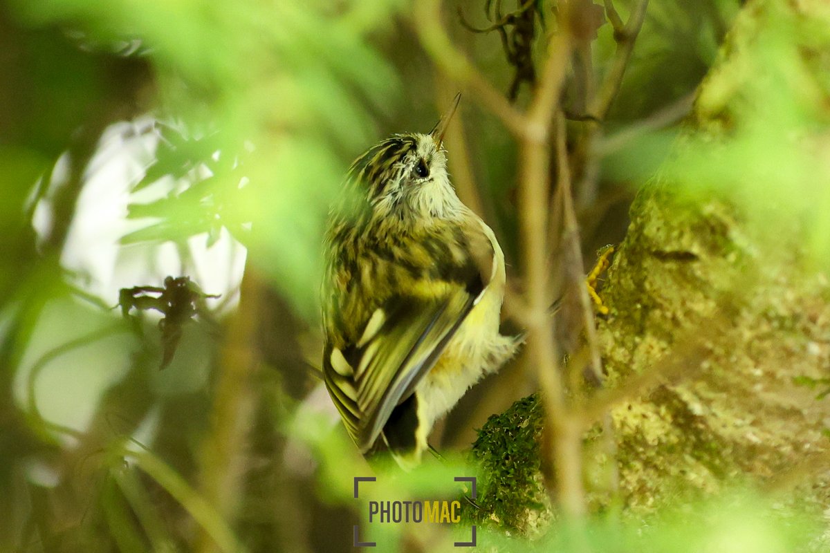 NZPhotomac's tweet photo. Thanks for the birthday love all. I spent it with the @WgtnPhoenixAcad and @ZEALANDIA 

#FootballPhotography #SportsPhotography #COYN #BirdsOfNZ #NZBirds #BirdPhotography #WildlifePhotography #NaturePhotography #Titipounamu #Tuatara #Tieke https://t.co/LYXoyPnG27