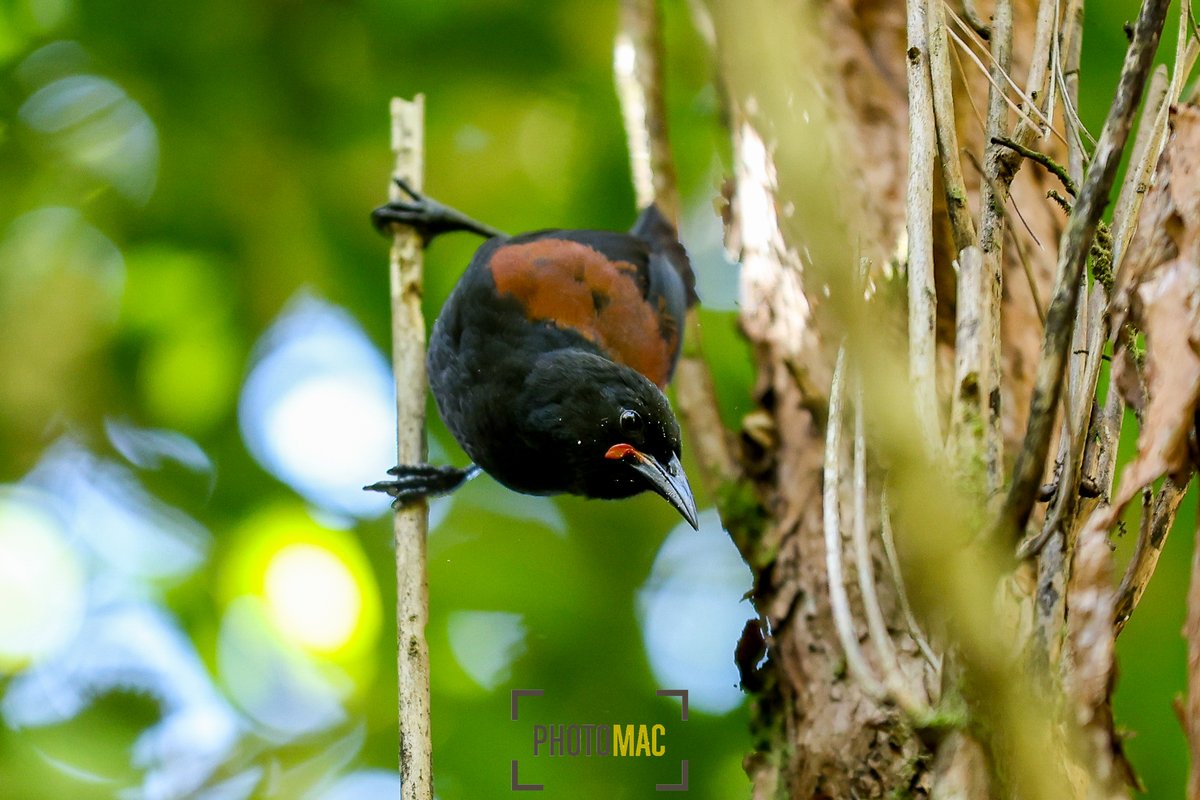 NZPhotomac's tweet photo. Thanks for the birthday love all. I spent it with the @WgtnPhoenixAcad and @ZEALANDIA 

#FootballPhotography #SportsPhotography #COYN #BirdsOfNZ #NZBirds #BirdPhotography #WildlifePhotography #NaturePhotography #Titipounamu #Tuatara #Tieke https://t.co/LYXoyPnG27