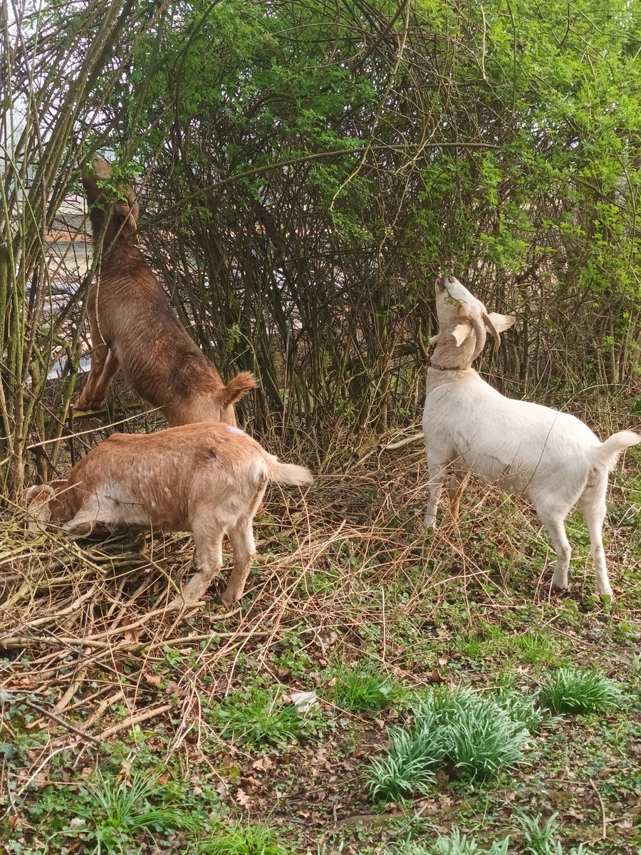 Shenstone Lodge School (@shenstonelodge) on Twitter photo 