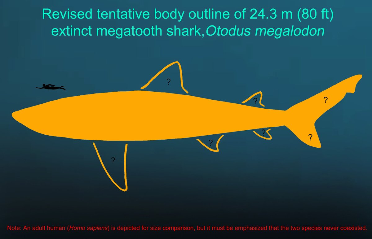 PalaeoE's tweet image. We’re going to need a bigger boat… 🦈

A new study estimates that the iconic #Neogene shark Otodus #megalodon may have reached lengths of up to 24.3 meters—nearly 19% larger than previous estimates–and was more slender than earlier comparisons with modern white sharks suggest.