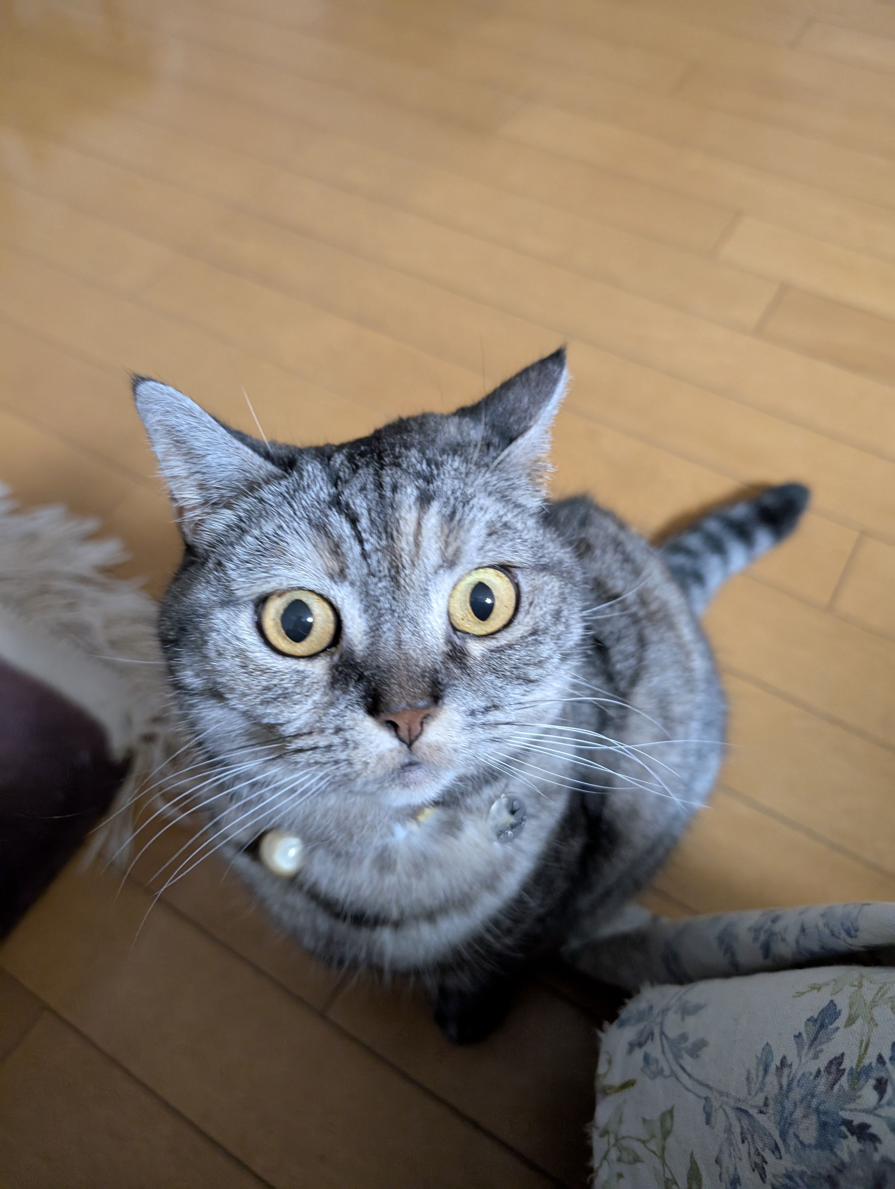 ねこさん⚡(ΦωΦ) on X: 