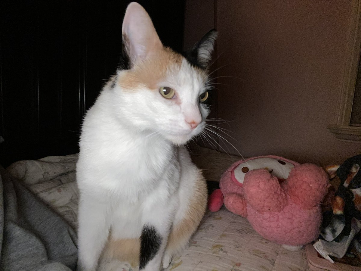 mocosnot's tweet photo. Ran out of wet food, literally my fault https://t.co/PjvIZcGxDn