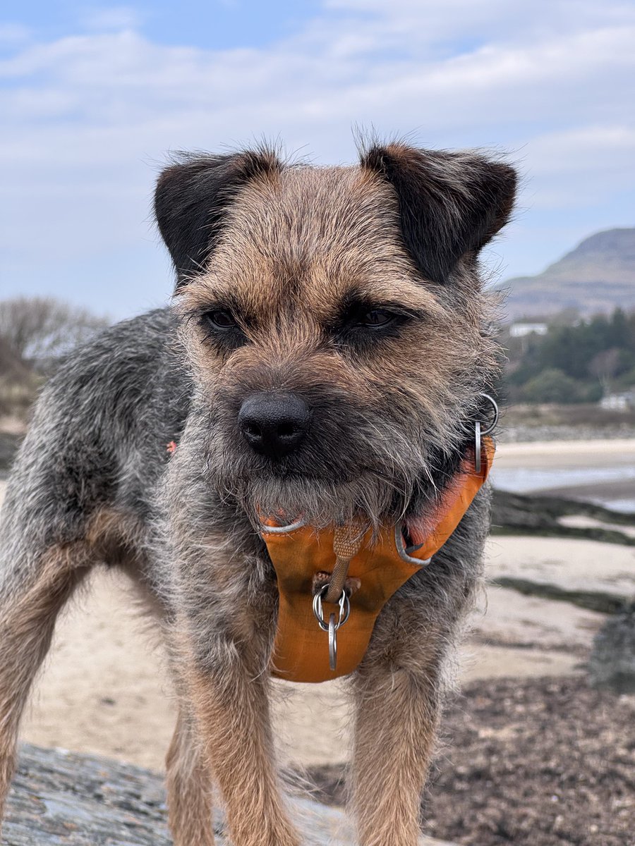 It’s been a fun day for the hounds❤️ <a href="/BTposse/">Border Terrier Posse</a> #btposse #borderterrier #dogsofx