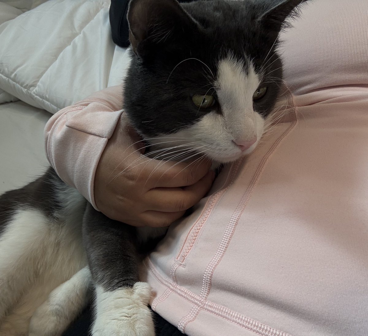 nazxhoque's tweet photo. God i love cats https://t.co/NBQFVkojqX