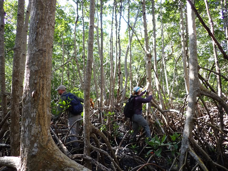 New opportunity in Southeast Asia: <a href="/SmithsonianEnv/">SmithsonianEnv</a> and <a href="/ConservationOrg/">Conservation Intl</a> are #hiring a scientist to help collect and share #bluecarbon data! Preferably based in Singapore but open to other CI locations in the region. Apply by March 14: 
s.si.edu/4bC5ZV2
📸Hannah Morrissette