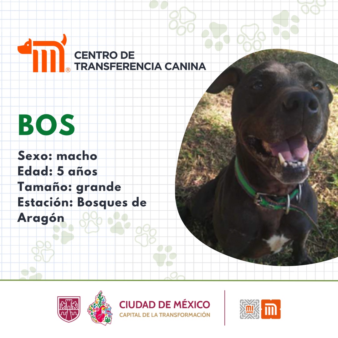 ¡Bos, tu fiel amigo, te está esperando!🐶 Es uno de los peludos de tamaño grande del #CTCMetro; tiene 5 añitos, es muy cariñoso y desea acompañarte a todos lados. En el siguiente enlace consulta los requisitos de adopción: bit.ly/2Dv5VXG #AdoptaNoCompres #AdoptaMetro🏡🐾