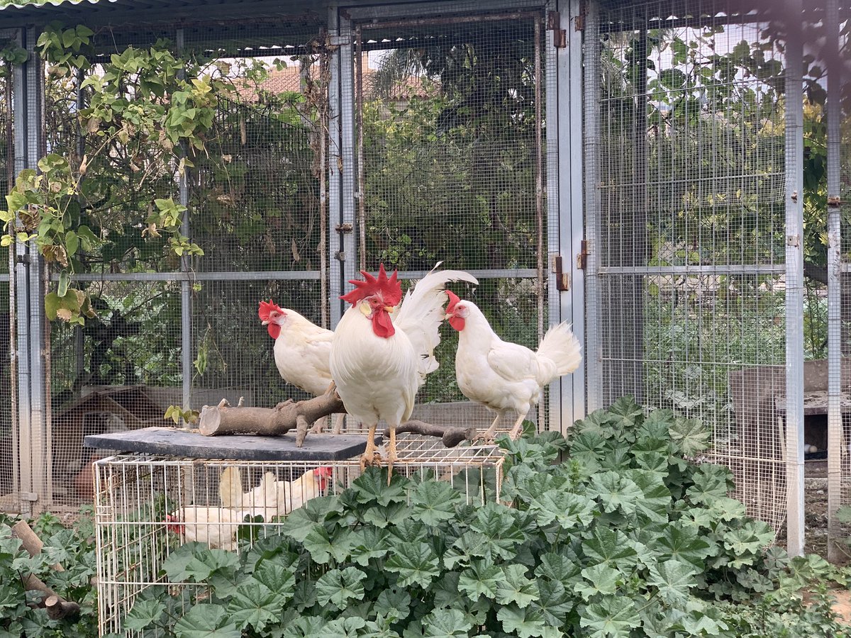 AudulfusFrisa's tweet photo. @ministerLVVN We nemen dus nu allemaal eigen kippen en ik neem er een paar bij. Rot godverdomme op staats mongool! Steek die gevaccineerde kut-kippen maar in je reet kutwijf en die #Innovax #mRNA injecties mag je geen vaccins noemen dom wijf en steek die ook maar in je eigen reet. Woest 😡 https://t.co/DEzeMtIwaX