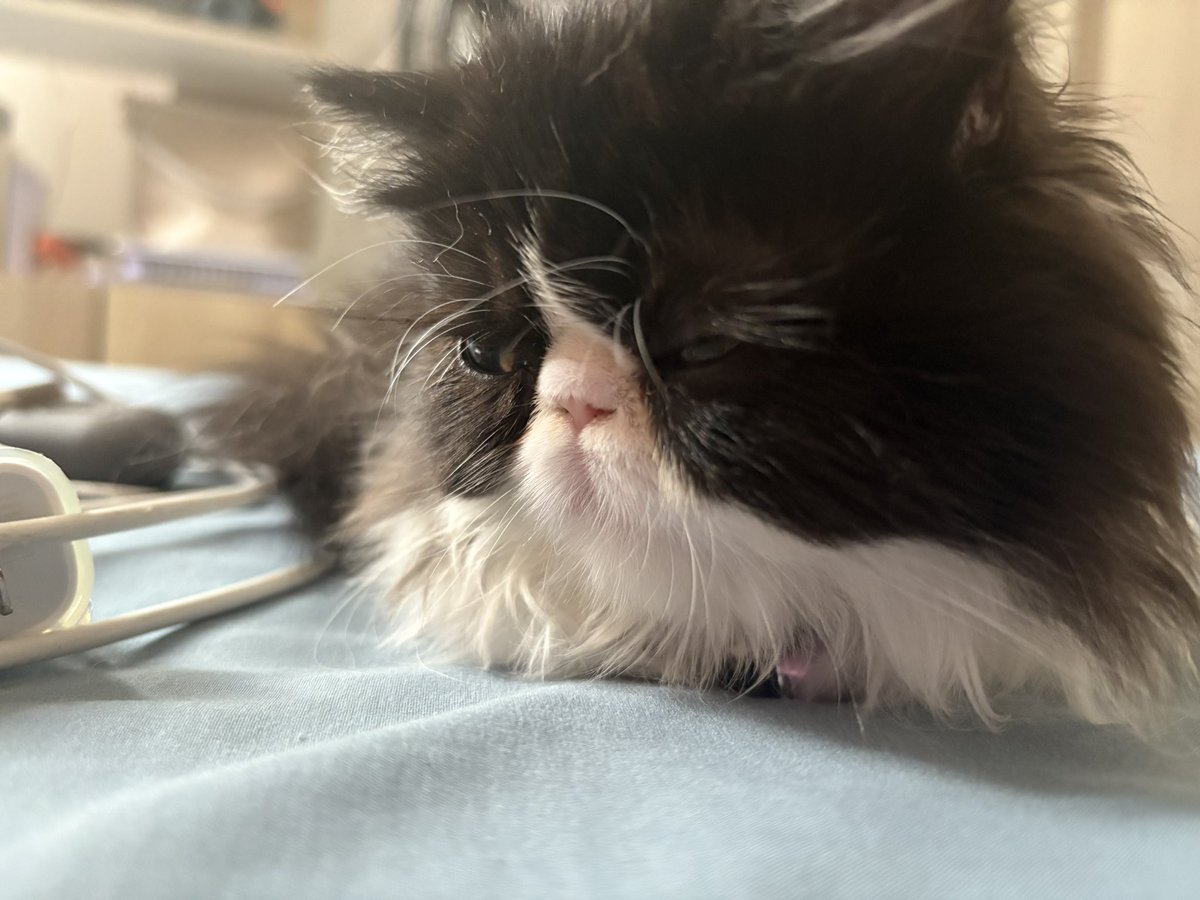 holis , me llamo Nova y soy la hermana de tao