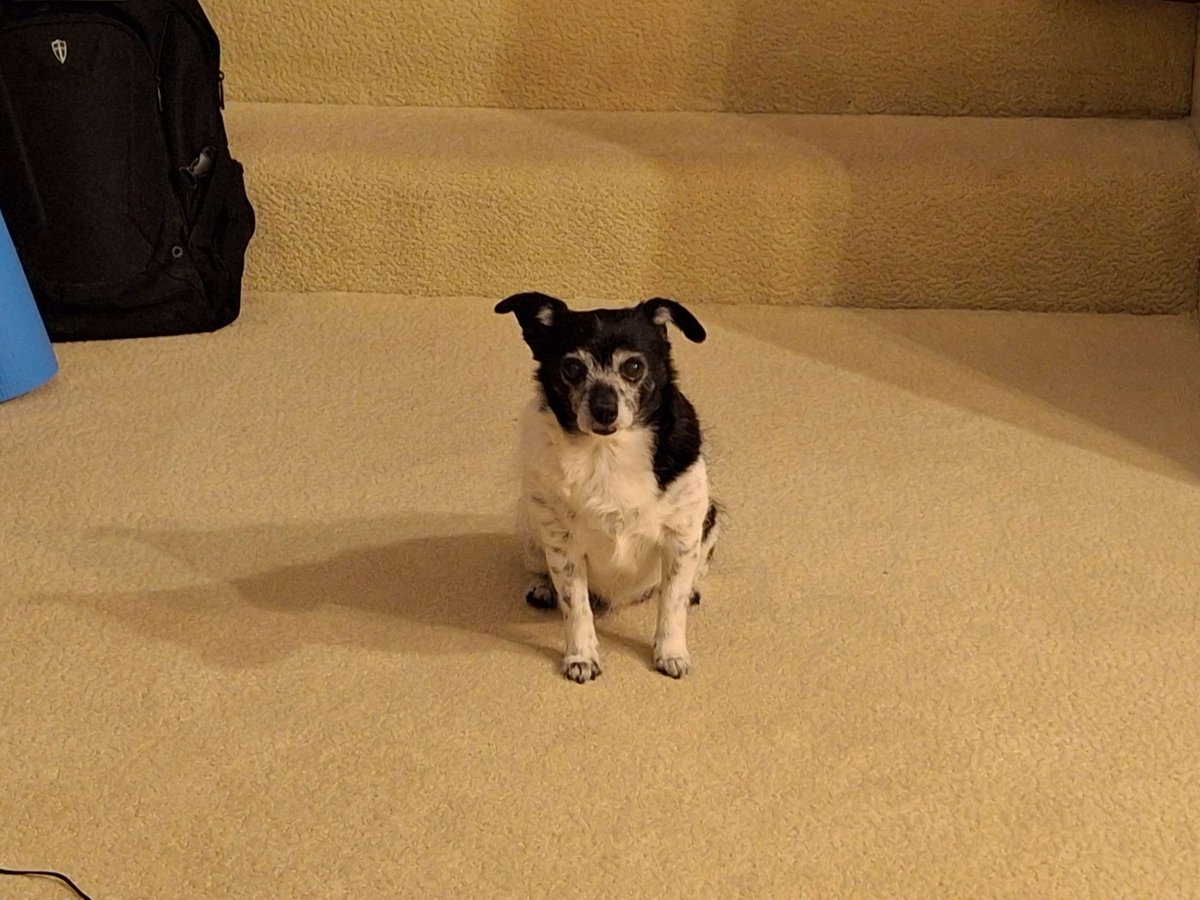 ArtPode's tweet image. RIP Molly. She was a good dog, a family member for 12 years, and beloved by everyone. She fought long and hard, but Kidney Failure isn&apos;t something you can recover from. She was put to sleep today, surrounded by her family. Goodbye Molly. We love you and we&apos;ll miss you.