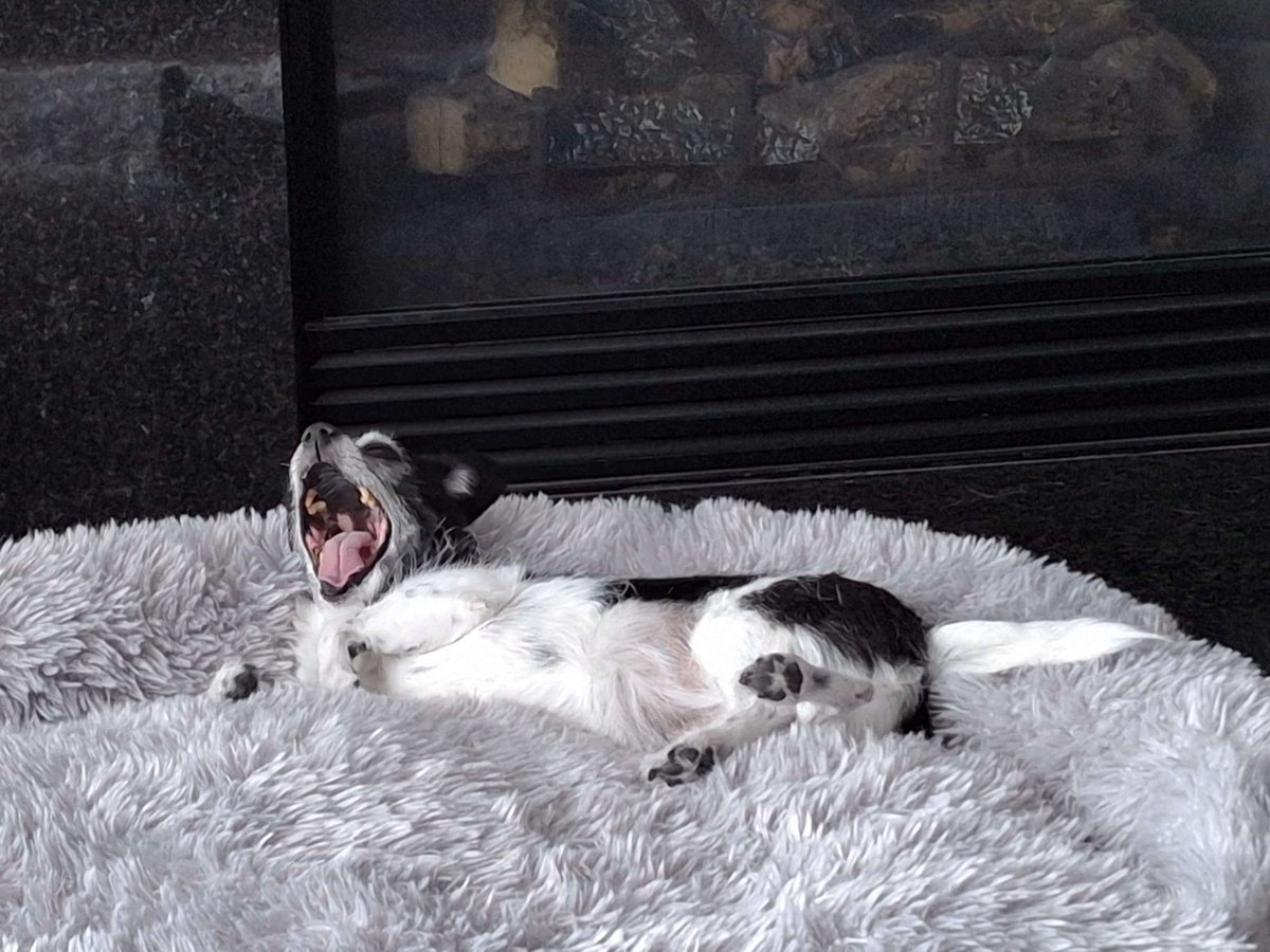 ArtPode's tweet image. RIP Molly. She was a good dog, a family member for 12 years, and beloved by everyone. She fought long and hard, but Kidney Failure isn&apos;t something you can recover from. She was put to sleep today, surrounded by her family. Goodbye Molly. We love you and we&apos;ll miss you.