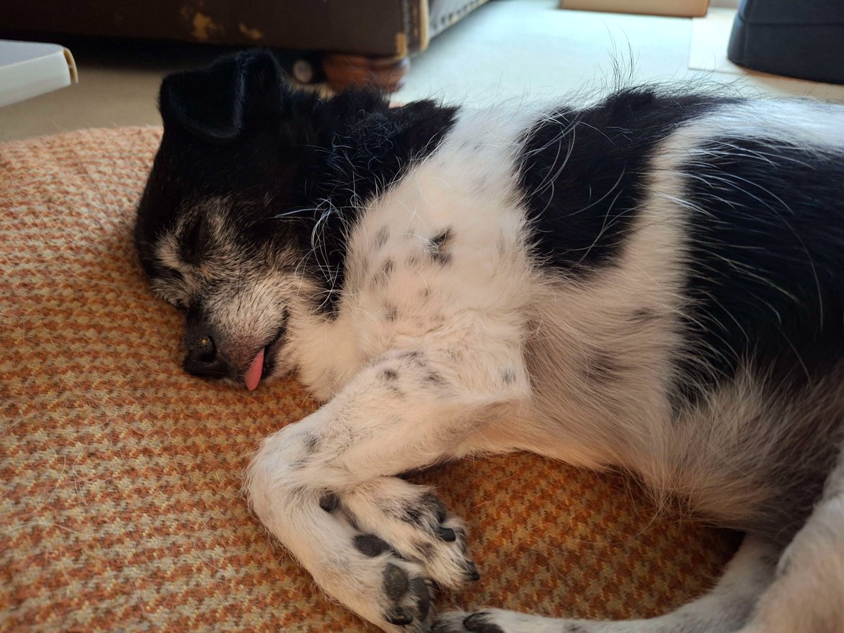 ArtPode's tweet image. RIP Molly. She was a good dog, a family member for 12 years, and beloved by everyone. She fought long and hard, but Kidney Failure isn&apos;t something you can recover from. She was put to sleep today, surrounded by her family. Goodbye Molly. We love you and we&apos;ll miss you.