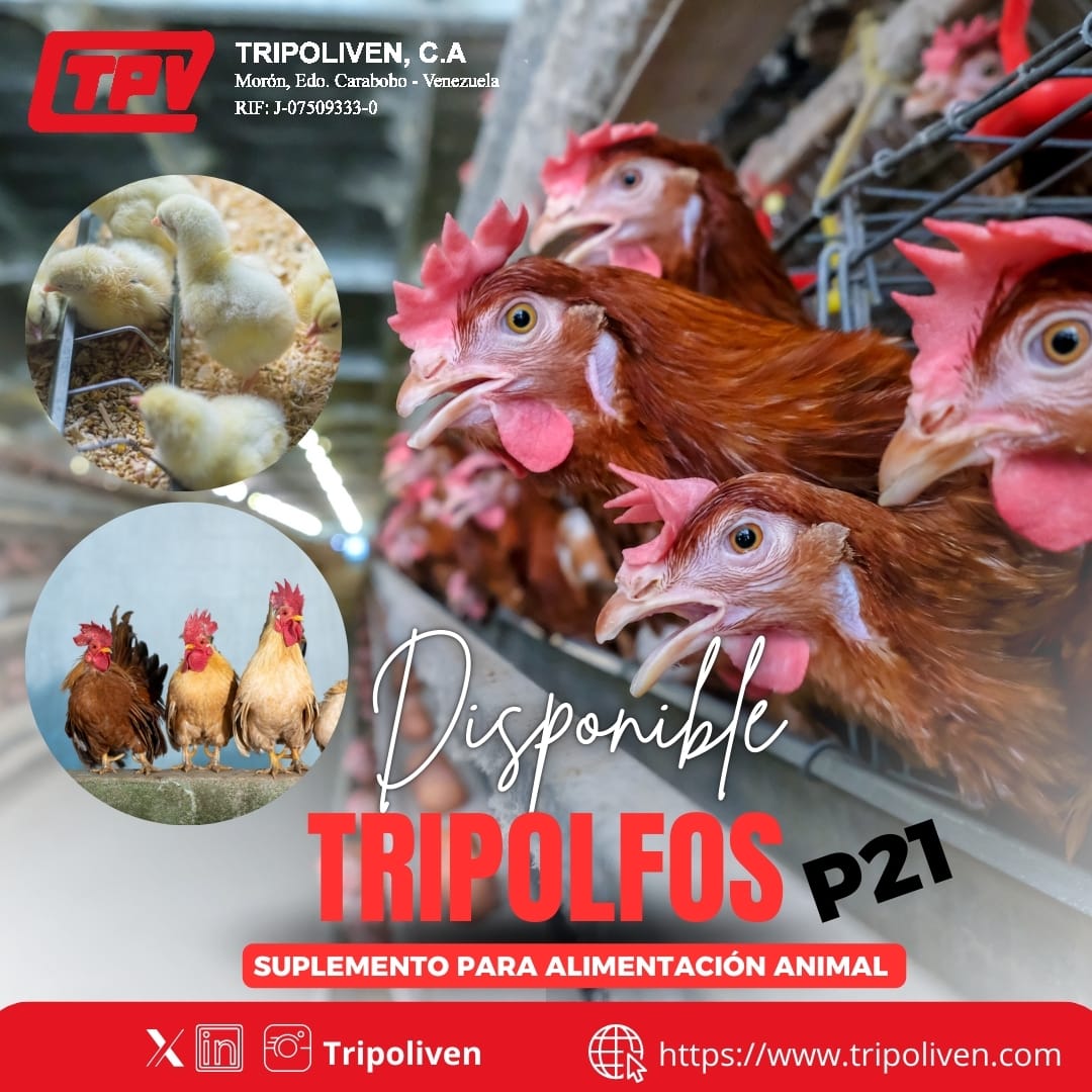 tripoliven's tweet photo. TRIPOLFOS P21 

Es fuente de fósforo y calcio de alta disponibilidad biológica para el uso en alimentos concentrados/balanceados (ABA) y suplementos minerales para bovinos, cerdos, aves, etc.

🇩 🇮 🇸 🇵 🇴 🇳 🇮 🇧 🇱 🇪 https://t.co/fQNjTGEsbo