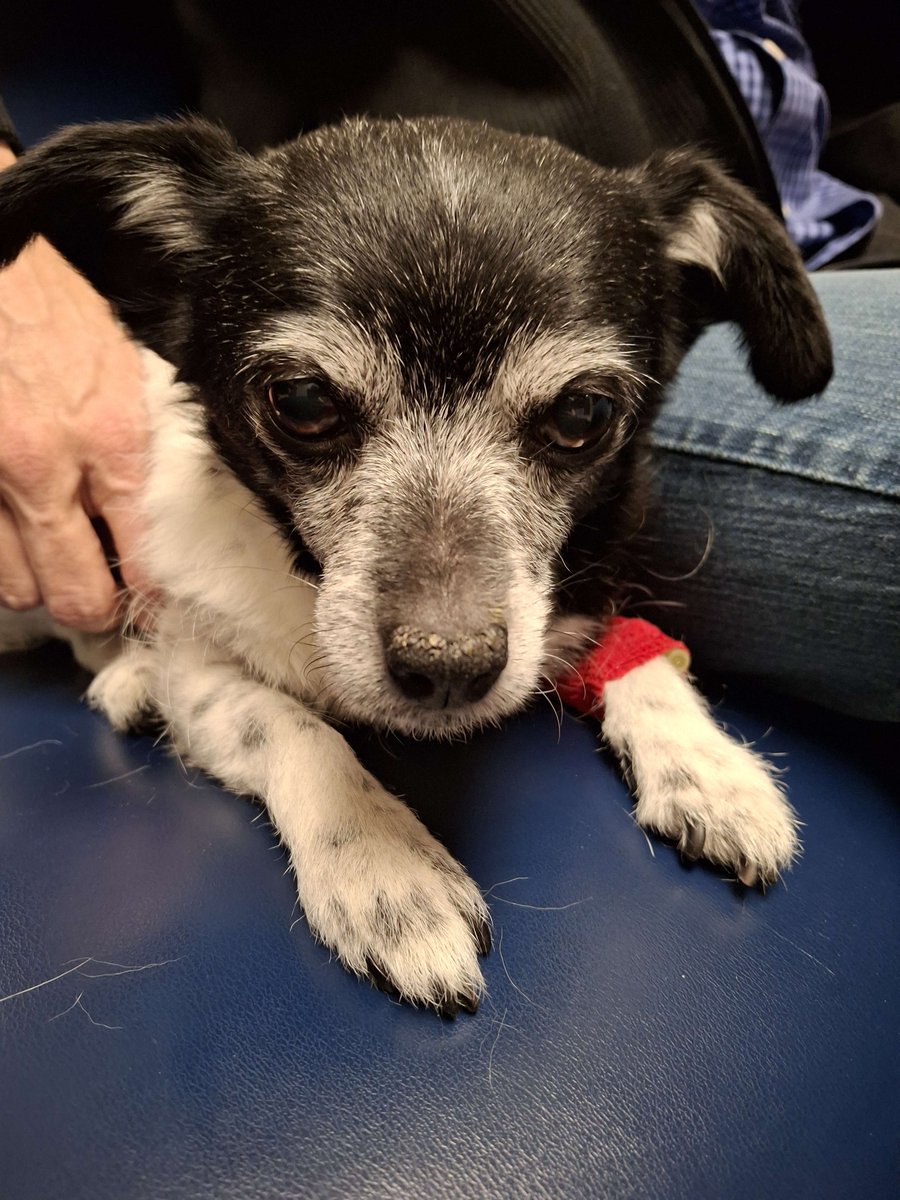 ArtPode's tweet image. RIP Molly. She was a good dog, a family member for 12 years, and beloved by everyone. She fought long and hard, but Kidney Failure isn&apos;t something you can recover from. She was put to sleep today, surrounded by her family. Goodbye Molly. We love you and we&apos;ll miss you.