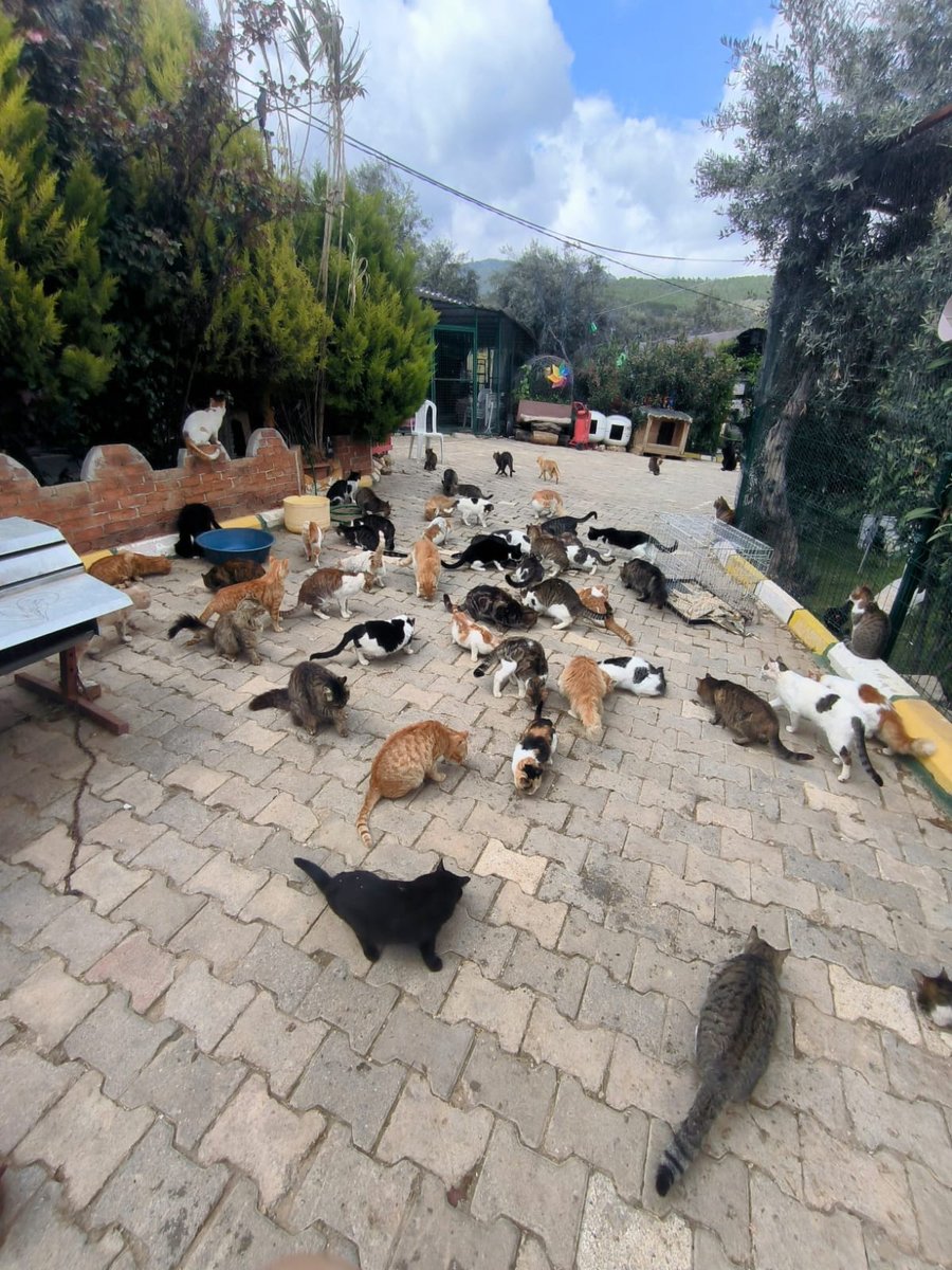 Var bir derdimiz; Anlatsak anlatamadığımız. Anlatmamak hiç duyuramadığımız....

Daha onlarcası yaşıyor çiftlikte ve her gün yenisi ekleniyor. 

Diyoruz ki arazimiz satışa çıktı verilen sözler unutuldu.  Haziran sonuna kadar kampanya başlatacağız parasını topladık aldık +++