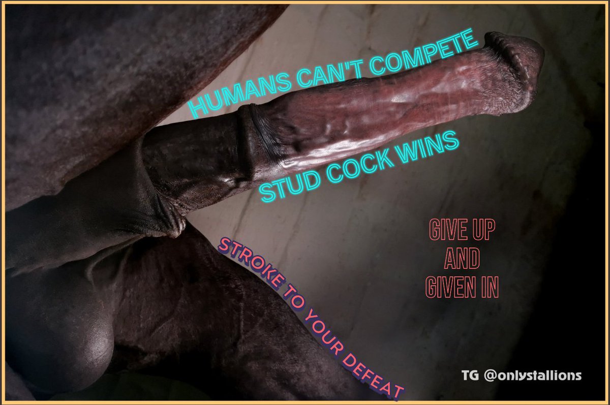 HoundStar94's tweet photo. Never forget that stallions are better than humans in every way. 

Their balls are full of virile seed and their cocks are rigid pillars of masculinity. 

Humans could never compare. Give up and give in. Worship by stroking your cock to their beauty. https://t.co/iFlOrnCB6k