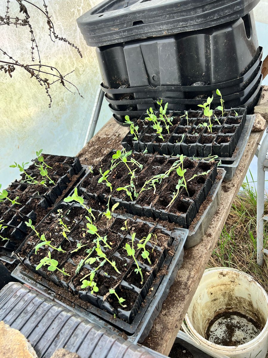 Kentish Town City Farm tweet media