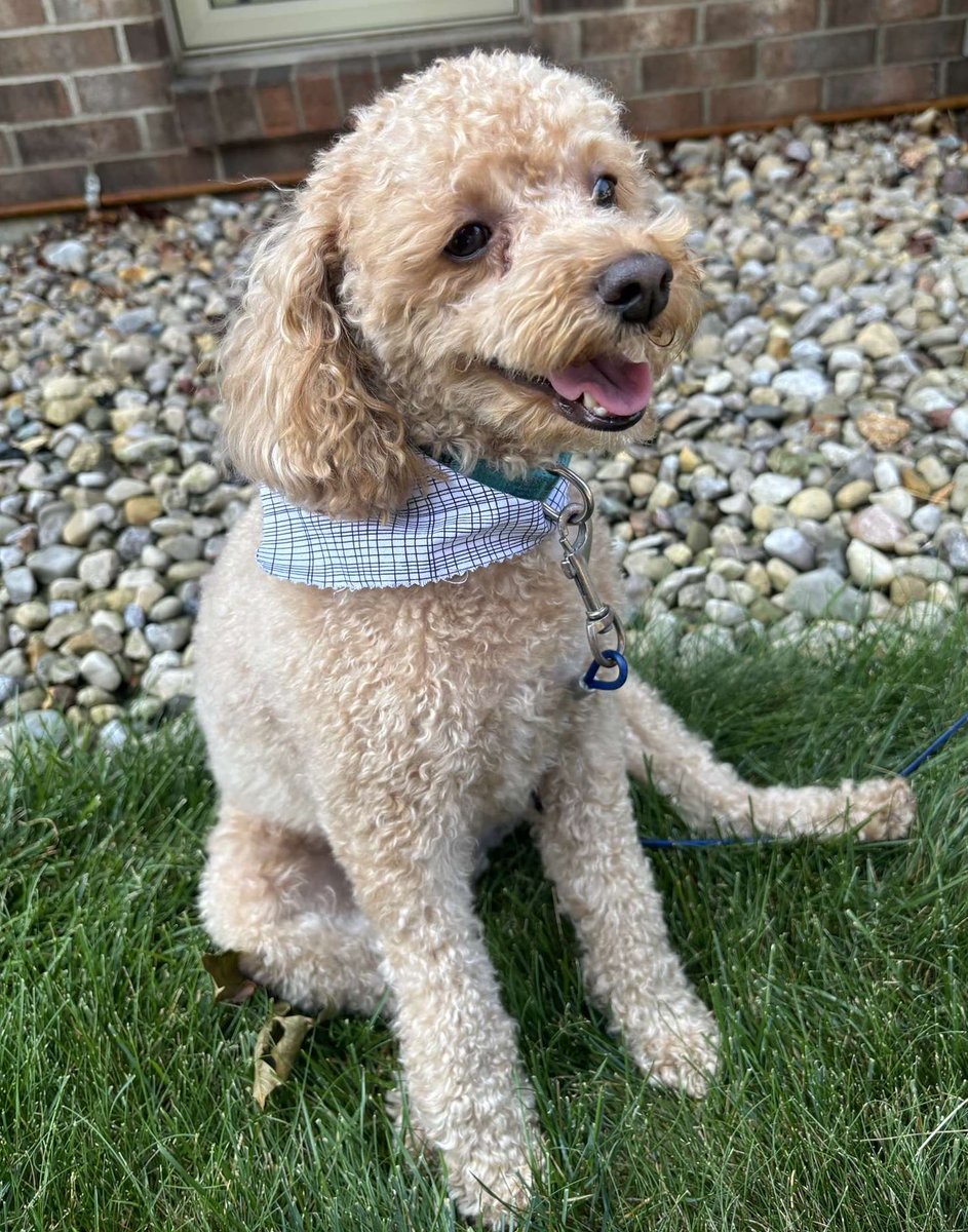 Today is a special day because today is Mar 10th. Which is Marlo Day!

#dogsoftwitter