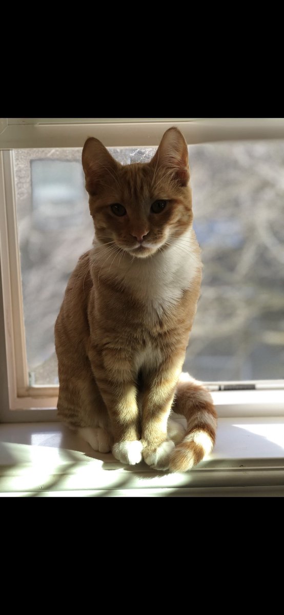trraack's tweet photo. @ShouldHaveCat This is Julius 😻 https://t.co/7qCN2sdXvF