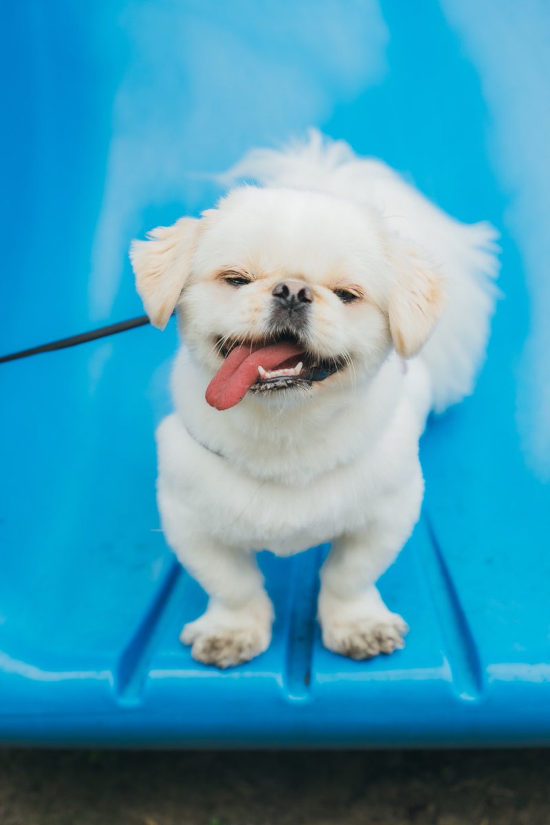 gekkan_wanko's tweet photo. 【募集】ワンちゃんの写真を大募集します！🐕📸月刊わんこvol.18（5月15日発売）我が家のわんこコーナーに全て掲載させて頂きます！📖✨ ※前回応募された方もご応募可能です。違う写真をお送りください🐶

【応募方法】
・@gekkan_wanko をフォロー
・この投稿をRepost（RT）&いいね
・愛犬のお名前を写真と一緒にリプライお願いします（引用repostではなくリプライでお願いします）

【注意事項】
※なるべく全て掲載させて頂きますが応募多数の場合は抽選となります
※高画質で明るい写真をお送りください
※画質が粗く印刷に耐えれない場合は掲載をお断りする場合がございます
※一頭につき一枚でお願いします

【募集期間】
2025年3月20日（木）23:59迄

たくさんのご応募お待ちしております🐶

《月刊わんこ好評発売中 》
・Amazon→ https://t.co/7Sjac8CPIA

#月刊わんこ
#我が家のわんこコーナー