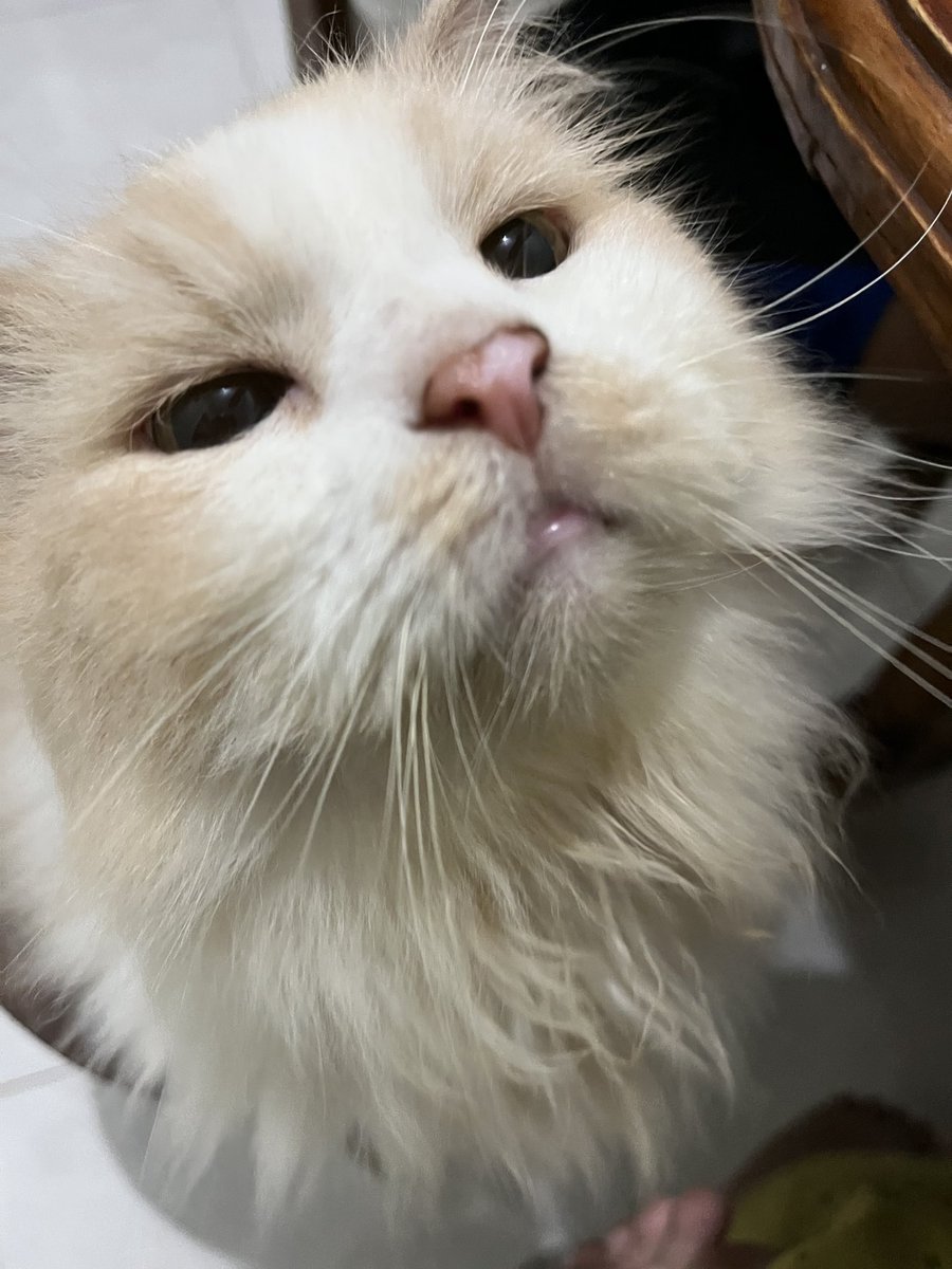 bumikucing's tweet photo. Bagi makanannya dong, plisss https://t.co/9V9CRy3GwX