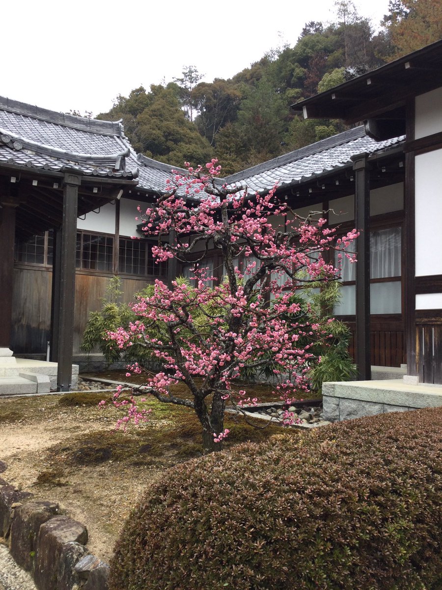 sesshutei's tweet photo. 先日つぼみだった梅、満開になりました https://t.co/KwVLyjMaNI