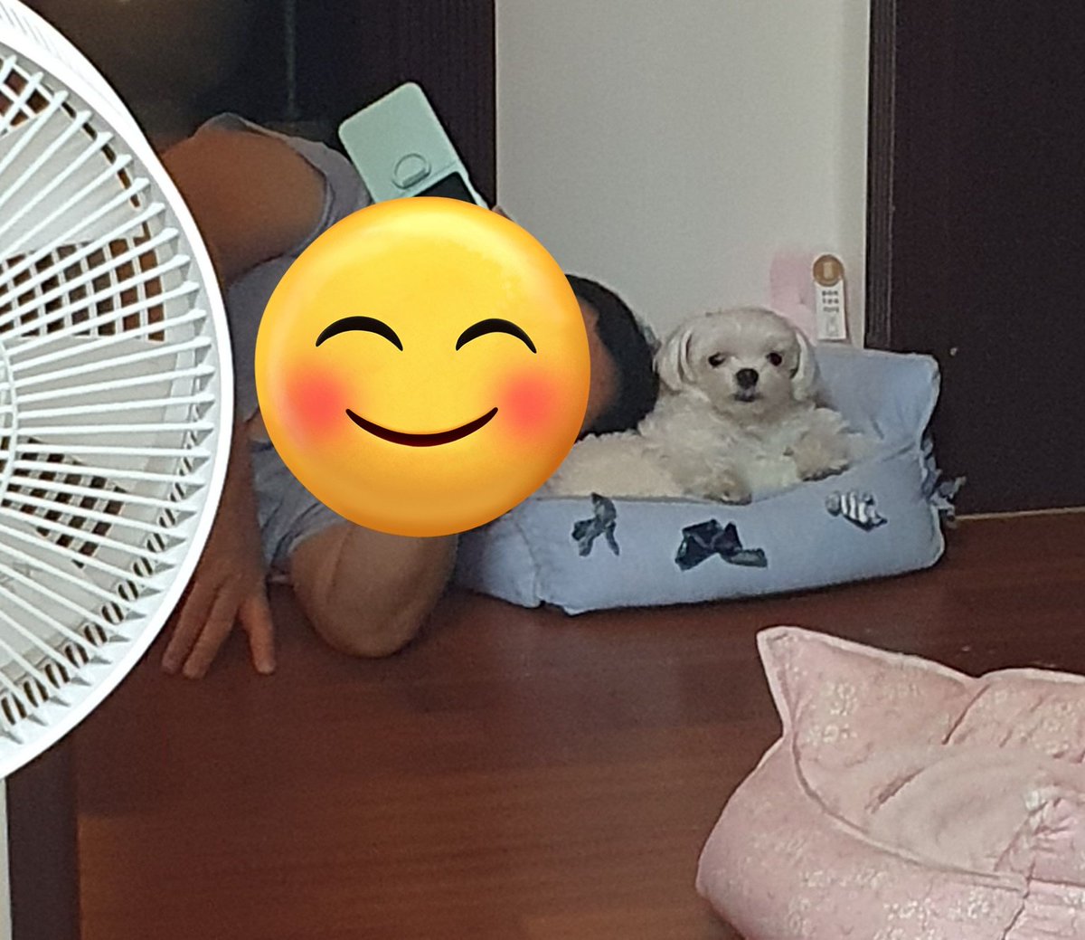 아버지한테 침대 뺏긴 흰둥이