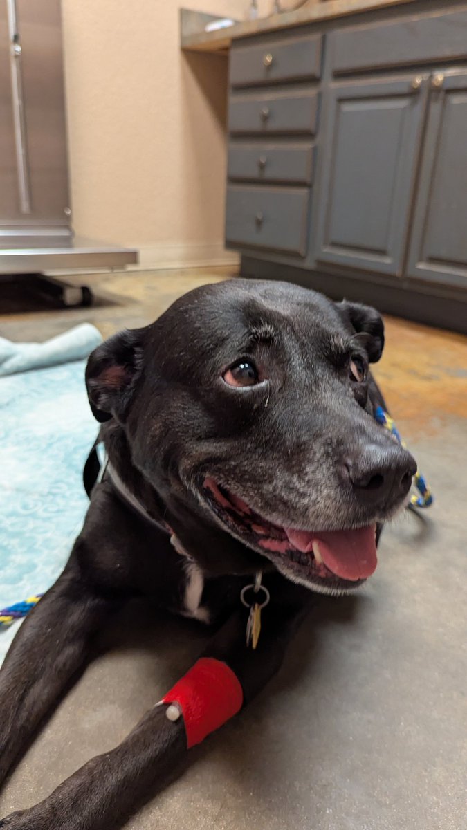 Today I had to euthanize my dog, Finn. I know it was the right thing for him to ease his suffering, but damn if it isn't crushing me emotionally. I just hope he understood a fraction of the deep love I felt for him. RIP my dog son.