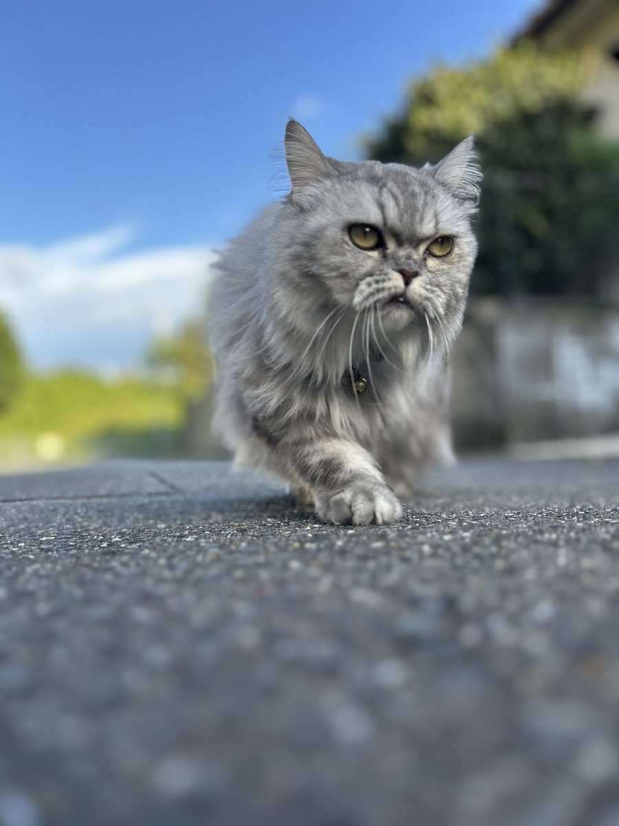michi_koha's tweet photo. 悪い顔してるなぁ😼😊 https://t.co/lrEfqngRzn