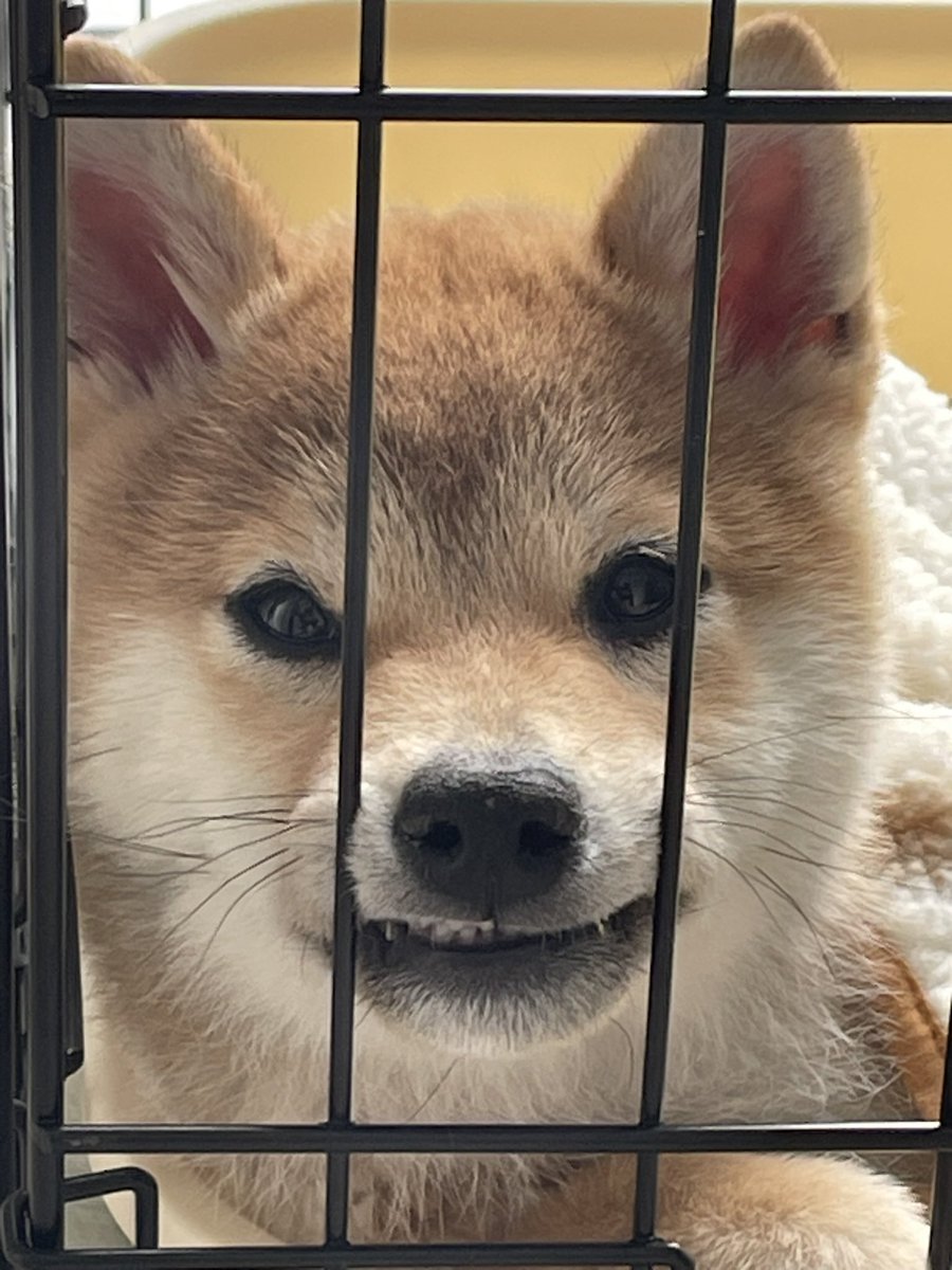 The Shawshank Redemption

#ShibaInu