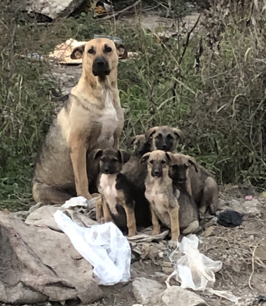 Konya’daki Gönüllüler ve Dernekler Sokak Köpeklerini Almak istiyor Ama Bir Grup Vermiyormuş.
Hepsini Öldüreceğiz Diyerek Hayvanseverleri Tehdit Ediyorlarmış.
İstedikleri Sorunun Çözülmesi Değil Kan Akıtmak Can Almak.
Sokak Hayvanlarının Sahibi <a href="/TCTarim/">T.C. Tarım ve Orman Bakanlığı</a> dır.
Katliama Engel Olun❗️