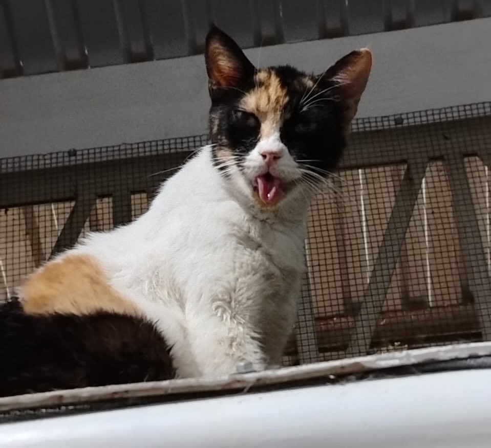 JessicaSolano_'s tweet photo. Dulcinea es una gatita amorosa, perdió sus dientitos, pero eso la hace más carismática y única🐱. Necesita la protección de @ibaelsalvador para seguir siendo la gatita feliz que es. #SalvemosIBA @nayibbukele https://t.co/sNfoI7tNXv