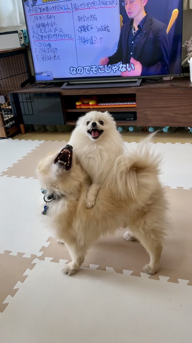 ポメころび様 ポメ兄弟