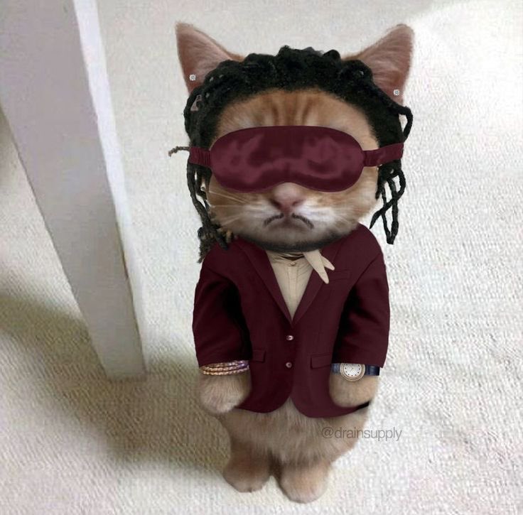 Bone Cat 🐱 tweet media