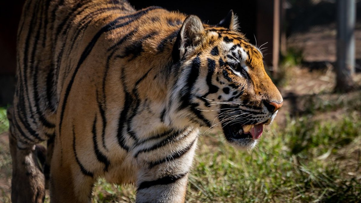 LnsTgersandBrs's tweet image. 🌞Happy #Springforward! 🌸 Moka is soaking up those extra hours of sunshine like a true pro! 🐯💛
Who&apos;s with Moka, counting down the days until summer? 🌼☀️