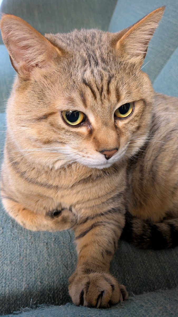おはようにゃ😺💕
朝のニャルソック中にゃ😾ｷﾘｯ!!

今日も、良い１日になります様に…🍀
いつも、ありがとう🩷😺😊