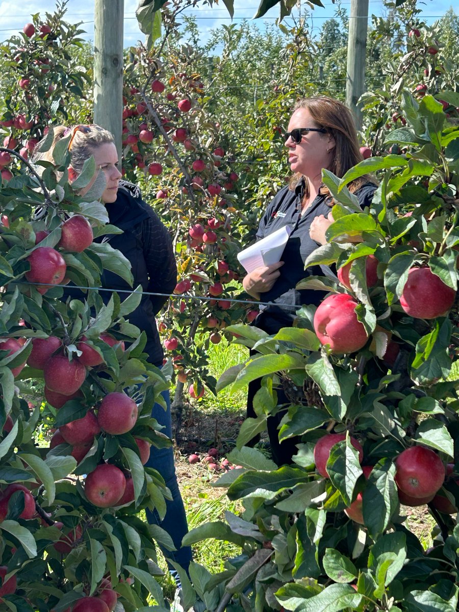 UPLNewZealand's tweet photo. One last look! Teresa Lewis, #UPLNZ's Technical Field Specialist, took Rachel Kilmister, R&amp;D Programme Manager, and Shane Crawford, Crop Protection Advisor, both from NZAPI, through one of our apple trials 🍎 in the Hawke's Bay for one last check before harvest. https://t.co/2OSYElVJYi