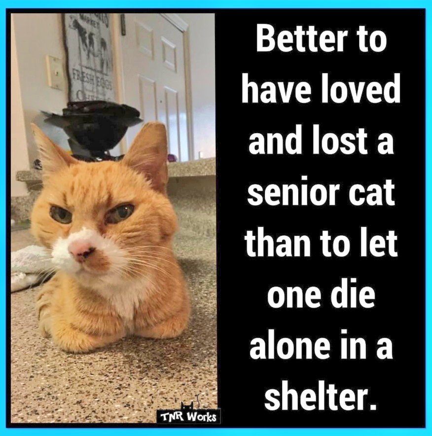 MeowMiya88's tweet image. 