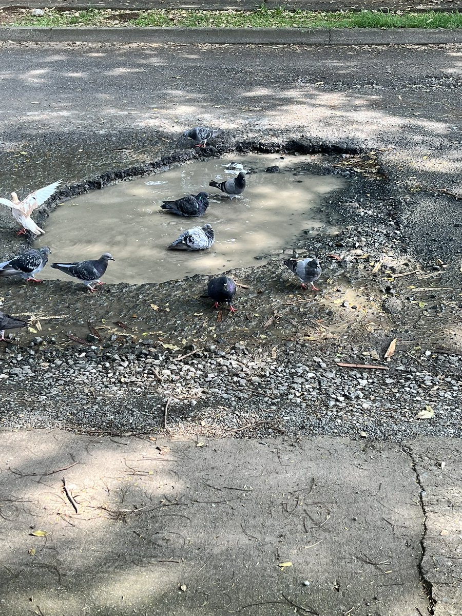 Lida María Roldán envía esta #FotoDenuncia.

"Seguimos esperando y sufriendo contratiempos por el estado de las calles 6A y 6B entre cras 42 y 44. Vecinos de Cámbulos y Nueva Tequendama, están desesperados": <a href="/LidaMariaR/">Lida María Roldán</a>. 

Este hueco es conocido como el "Lago de Las Palomas". RT.