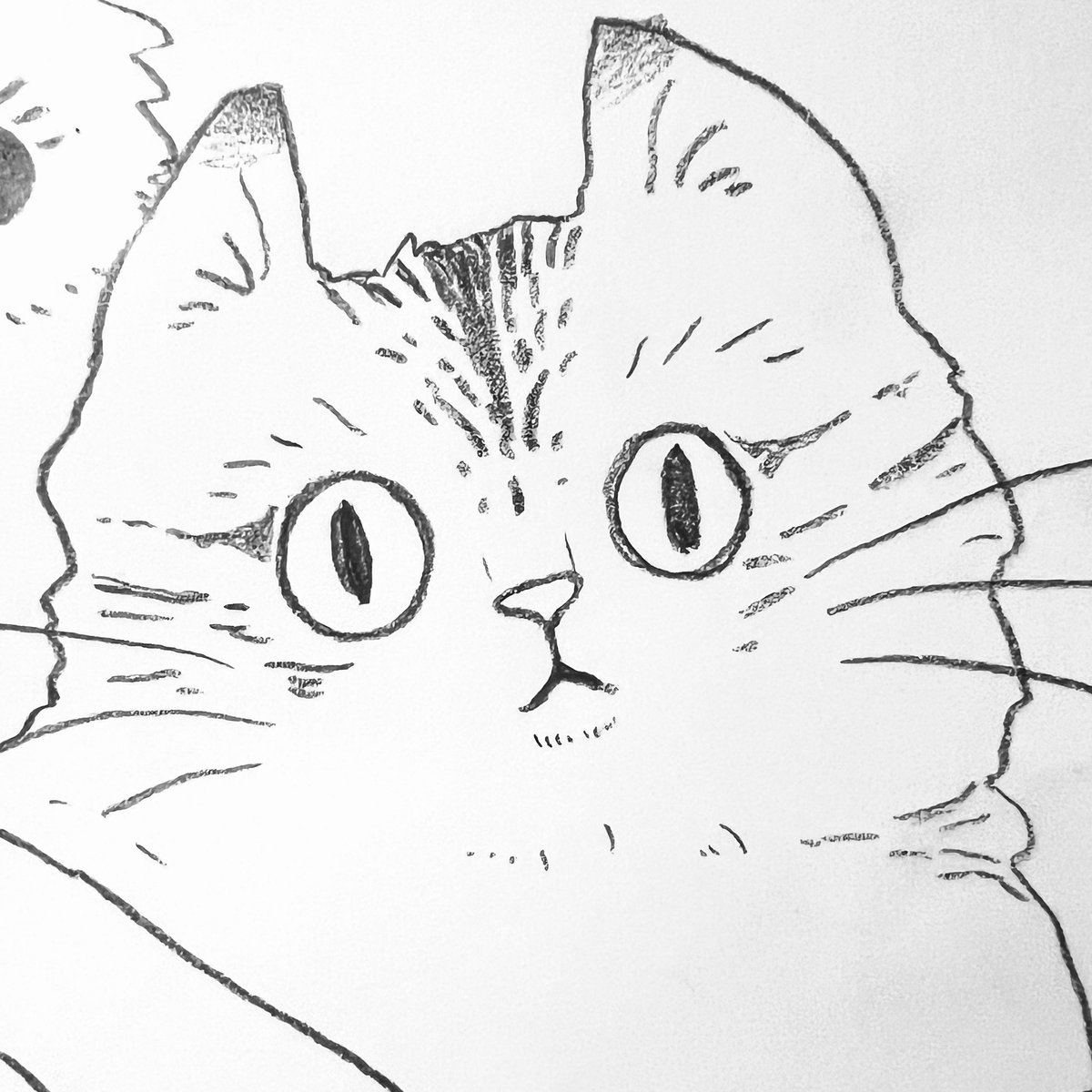 ねこ 
