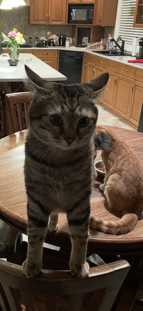 trraack's tweet photo. @ShouldHaveCat Victor and Clementine 🐈 🐈‍⬛ 🐈‍⬛ https://t.co/mAlaPhlOqT