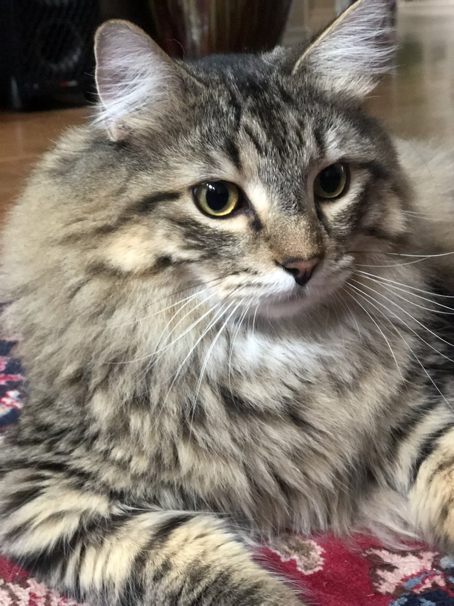 trraack's tweet photo. @ShouldHaveCat Victor and Clementine 🐈 🐈‍⬛ 🐈‍⬛ https://t.co/mAlaPhlOqT