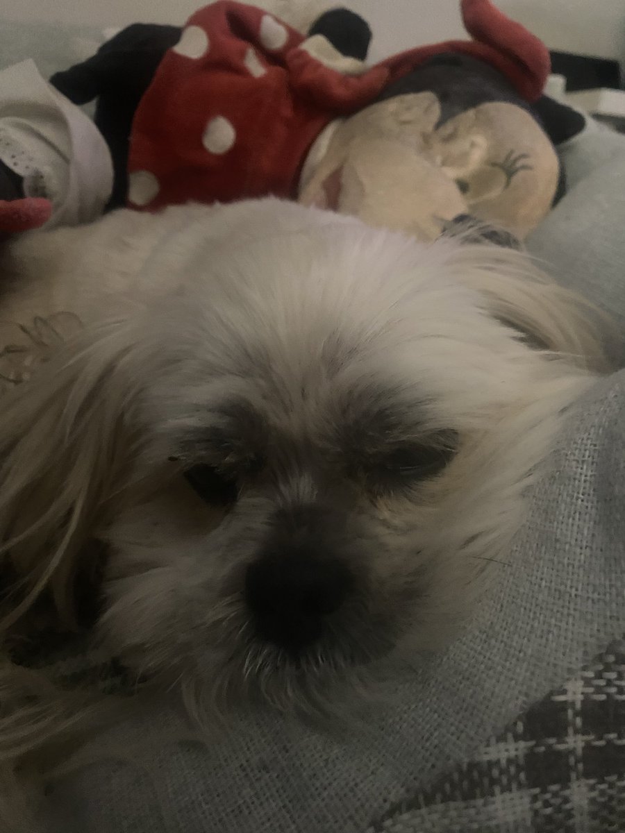 pippa48073744's tweet image. To all doggies I am back, I got a new sister now. She not like Lhasa’s she tires me out 

#iamfouteen
#minature
#betty