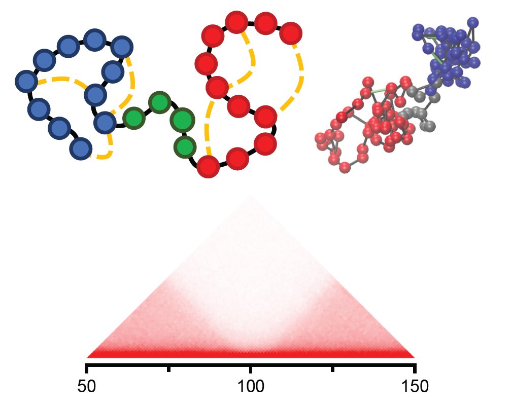 Topologically associating domains (TADs) compartmentalize genomes to limit enhancer–promoter loops. We report 3 main boundaries between TADs ranging from narrow to highly extended,  modulating  spurious long-range  interactions (Coll. <a href="/Daannoordermee1/">Daan noordermeer</a>) 
pnas.org/doi/10.1073/pn…